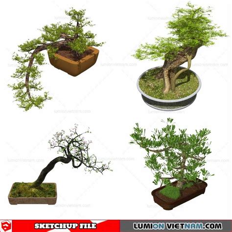 Bonsai Tree By Suedu Sketchup Model