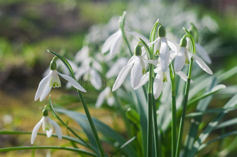 First Spring Flowers Snowdrops with Rain Drops Stock Image - Image of ...