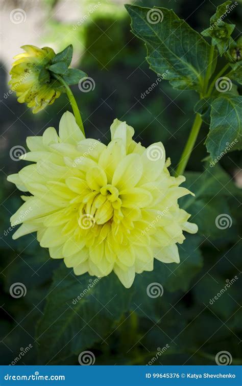 Yellow Dahlia in the Garden Stock Photo - Image of dahlia, dalia: 99645376