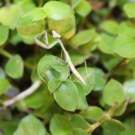 Giant Asian Mantis | Evolution Reptiles