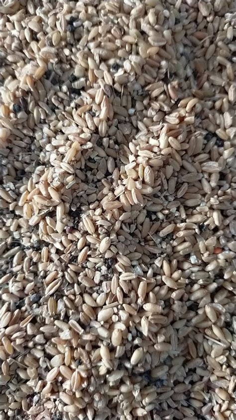 Golden Soft Red Winter Wheat Grains High In Protein At Metric