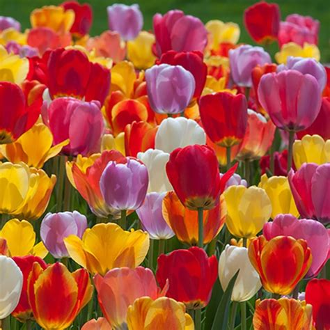 Tulip Bulbs Colorblends® Wholesale Flower Bulbs From Holland