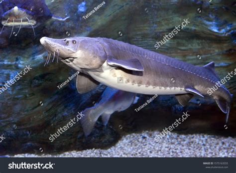 54 Kaluga sturgeon fish Images, Stock Photos & Vectors | Shutterstock