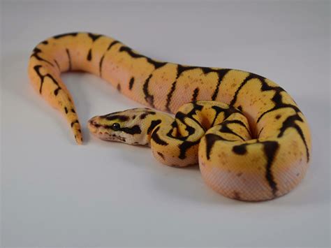 Morph List - World of Ball Pythons