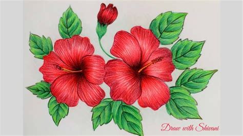 Hibiscus Sketching Using Pencil Colors How To Draw Hibiscus Flower Youtube Hibiscus Flower