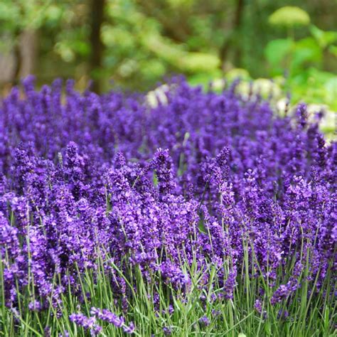 Hidcote Purple Lavender Plants for Sale | FastGrowingTrees.com