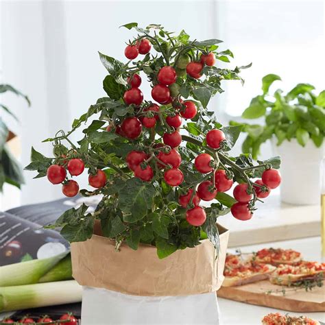 pillar catch red  pure  seeds