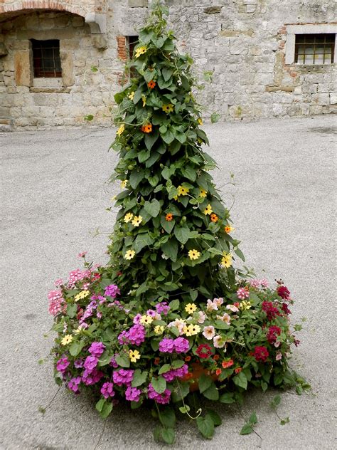 Thunbergia alata