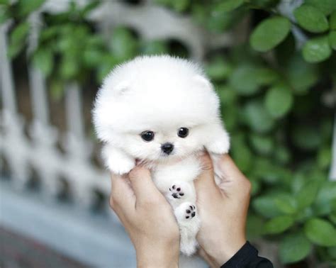 Cute Pocket Puppies