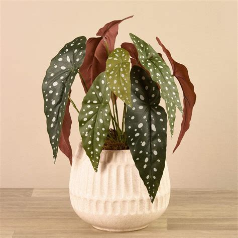 Potted Begonia Maculata – Bloomr-Saudi