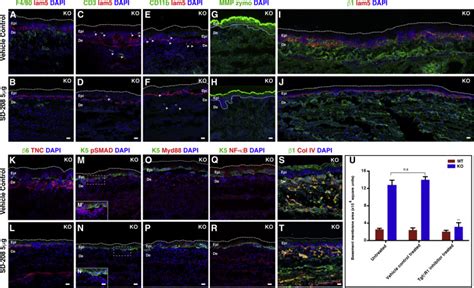 Sterile Inflammation Enhances Ecm Degradation In Integrin Ko