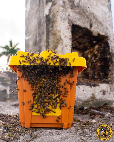 33 Fun Facts about Honey Bees - Mega Bee