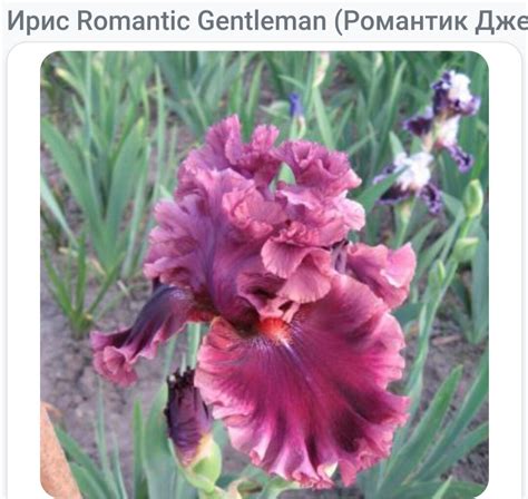 Бесподобные сорта ирисов! | Цветущий мир | Дзен