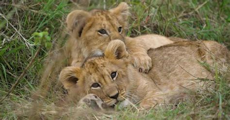 Adorable lion cub siblings fooling around on grass; close-up static ...