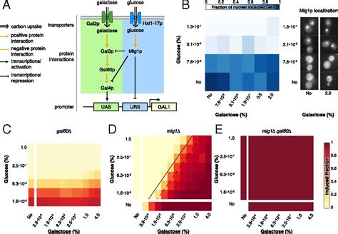 Galactose Metabolic Genes In Yeast Respond To A Ratio Of Galactose And