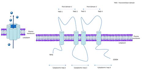 Biomolecules Free Full Text Implication Of Potassium Channels In