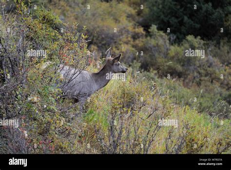 Altai Wapiti Hi Res Stock Photography And Images Alamy