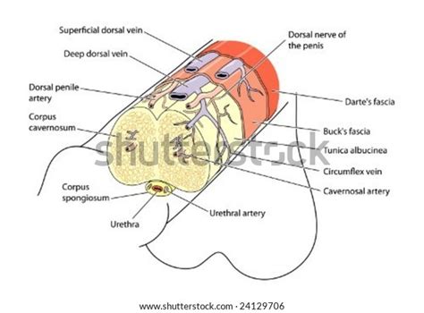 Anatomy Penis Labeled Vector Có Sẵn Miễn Phí Bản Quyền 24129706