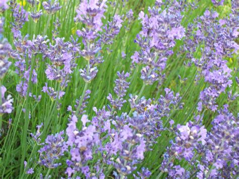 Lavandula angustifolia 'Hidcote Blue' - lavendel