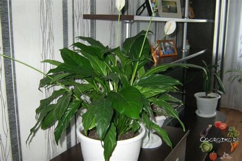 Спатифиллум – уход в домашних условиях, проблемы при выращивании ...
