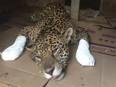 Onça pintada que sofreu queimaduras graves no Pantanal de MT é solta