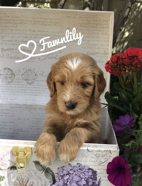 Available Doodle Puppies Southern California - Windsong Doodles