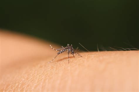 The Importance Of A Screened In Porch To Ward Off Mosquitoes And Bugs