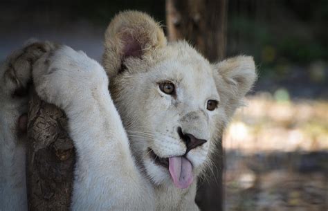 Белый лев – легенда африканских племен (описание, 31 фото)
