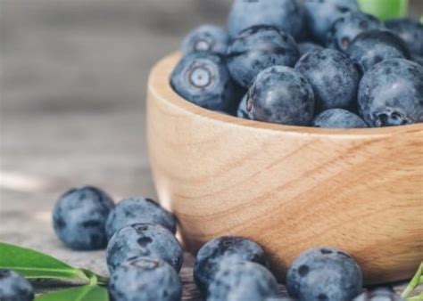 Черника на подоконнике круглый год: выращивание растения дома в горшке ...