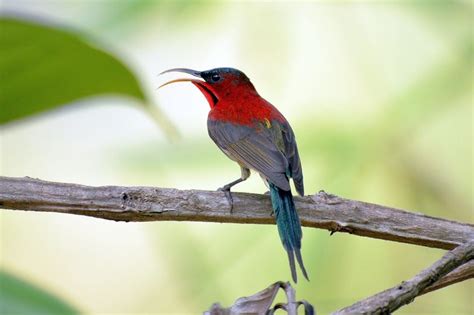 キゴシタイヨウチョウ （オス） タイ王国 北の鳥 ＜nok Park Nua＞