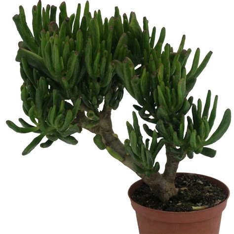 Crassula Ovata Hobbit