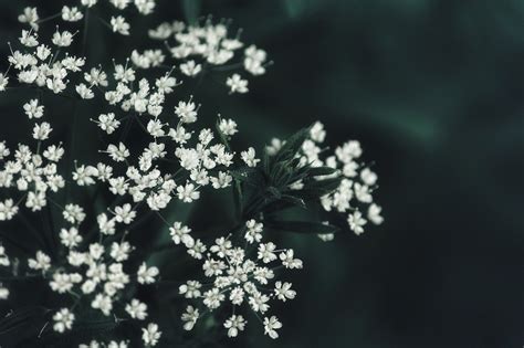 Садовые цветы с мелкими белыми цветочками - 70 фото