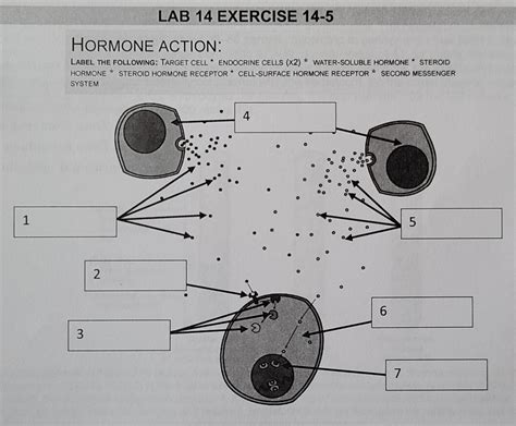 Solved LAB 14 EXERCISE 14 5 HORMONE ACTION LABEL THE Chegg