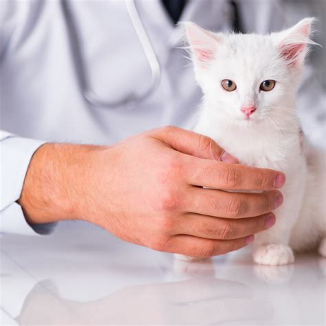 Ultimate Guide To Kitten Teething Woofpurnay Veterinary Hospital