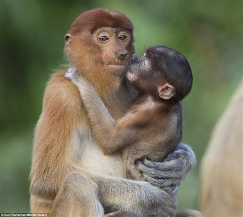 Monkey mother looks less than impressed as her baby grabs her nose | Daily Mail Online