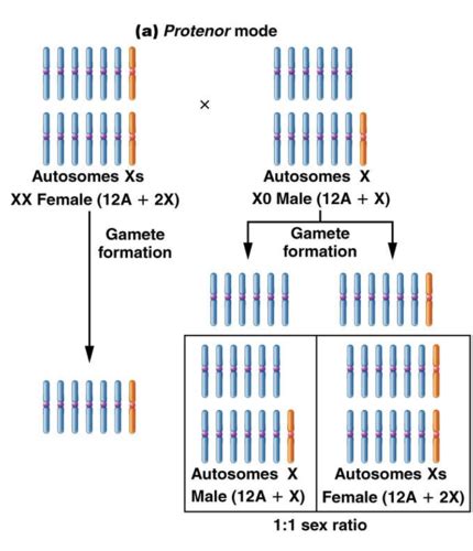 Chapter Sex Chromosomes Flashcards Quizlet