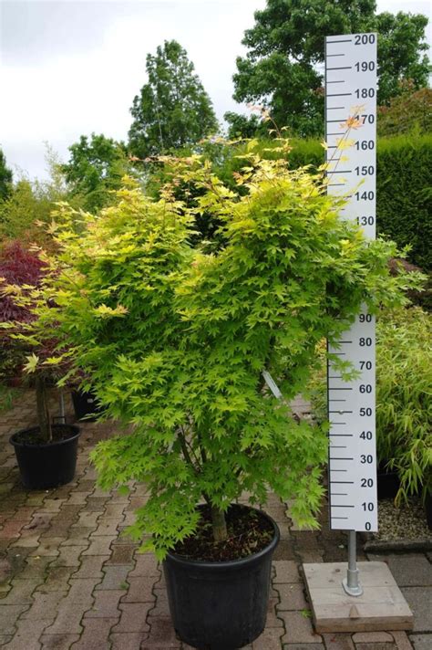 Acer Palmatum Orange Dream Kopen Tuinplantenonlinenl