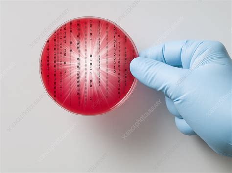 petri dish   computer virus stock image