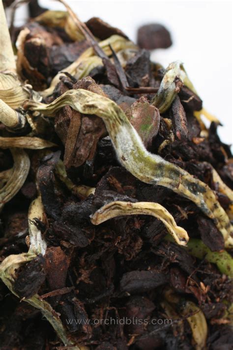 How To Understand Those Curious Orchid Roots Orchid Bliss