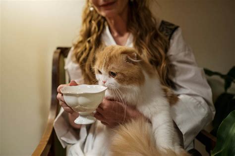 Can Cats Drink Milk Paoli Vetcare