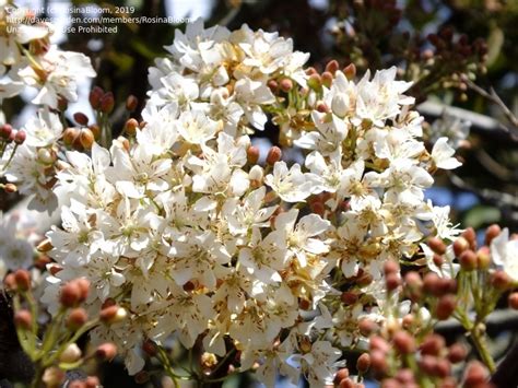 Plantfiles Pictures Dombeya Species Common Wild Pear Dikbas South