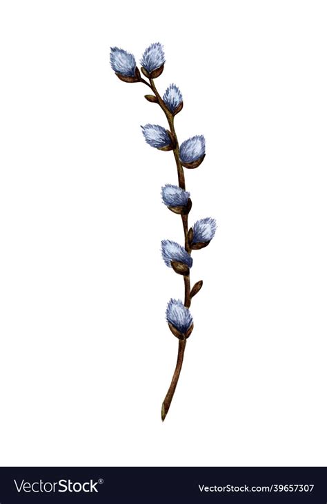 Watercolor Of A Pussy Willow Branch Royalty Free Vector