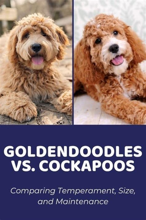 Goldendoodle vs Cockapoo: Comparing Temperament, Size & Maintenance