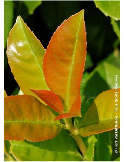 Topiaire Plante Taill E Prunus Laurocerasus Etna Laurier Cerise