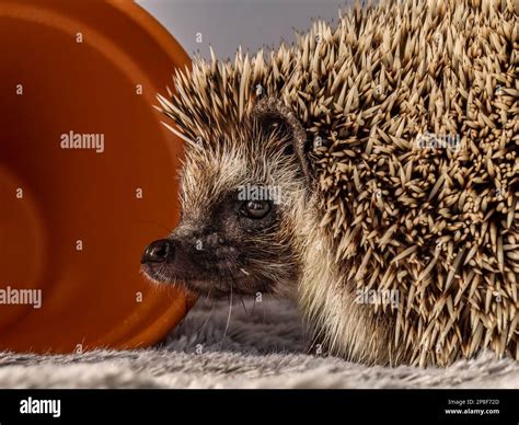 The African Pygmy Hedgehog At Wilbur Pritt Blog