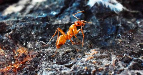 Fire Ants | 855Bugs - Pest Control & Exterminators