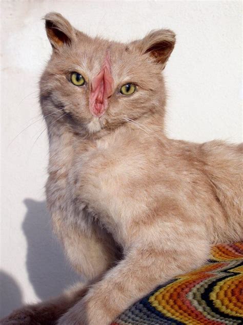 Thanks I Hate Pussy Cats R TIHI