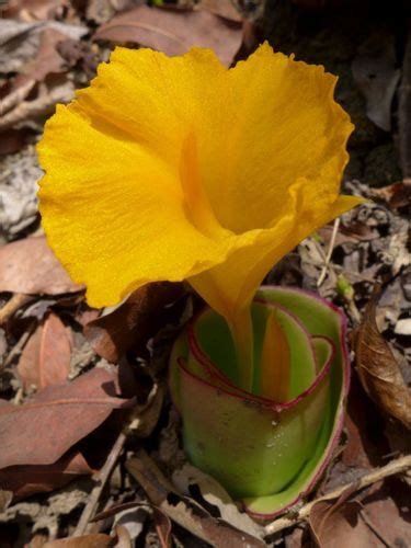 Costus spectabilis · iNaturalist