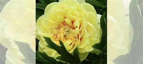 Пион желтый Ито- Бардзелла купить в Екатеринбурге | Товары для дома и ...