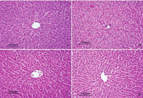 liver histology   human liver histology stock  high res